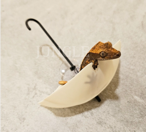 크레스티드 게코 우산 은신처