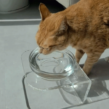 [유일앤펫] 참참볼 샘물유리수반 강아지 고양이 식기 급수기 세트