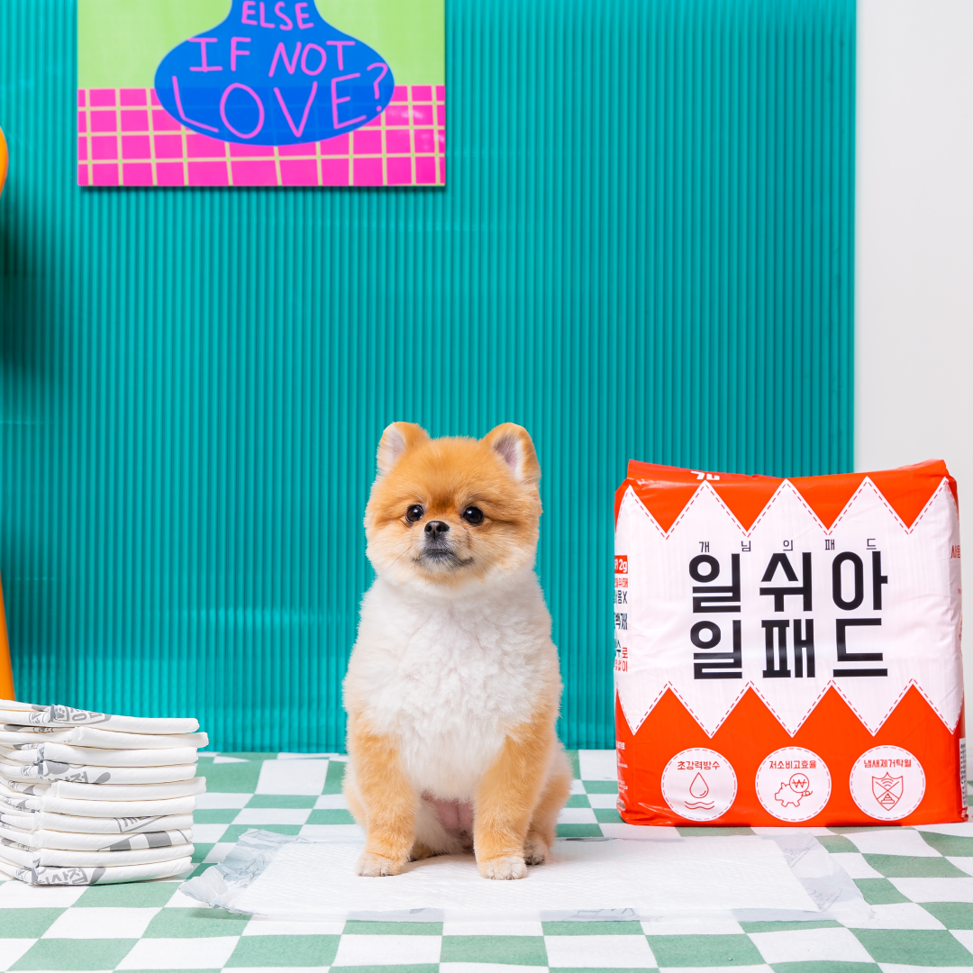 [박람회 특가] 개님의패드 프리미엄 대용량 배변패드 베이직 40x50cm 100매