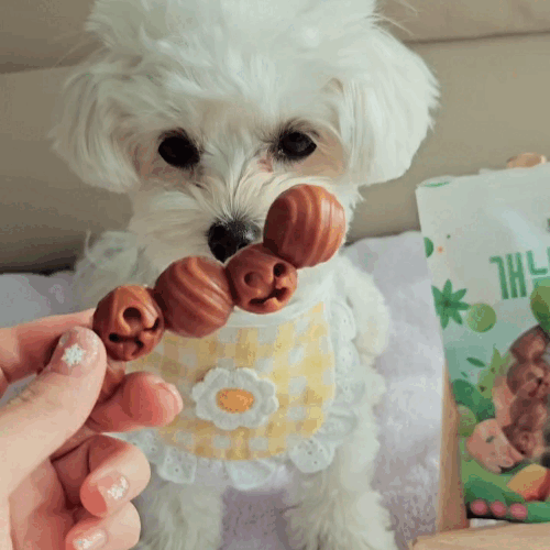 [라스트 특가] 개님의껌 캐터필러 (노즈워크/스트레스해소/치석케어)