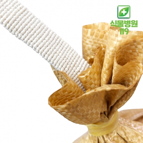 천연 수목면밴드 2cmx2kg 국산 결속바 수목밴드 굴취 이식