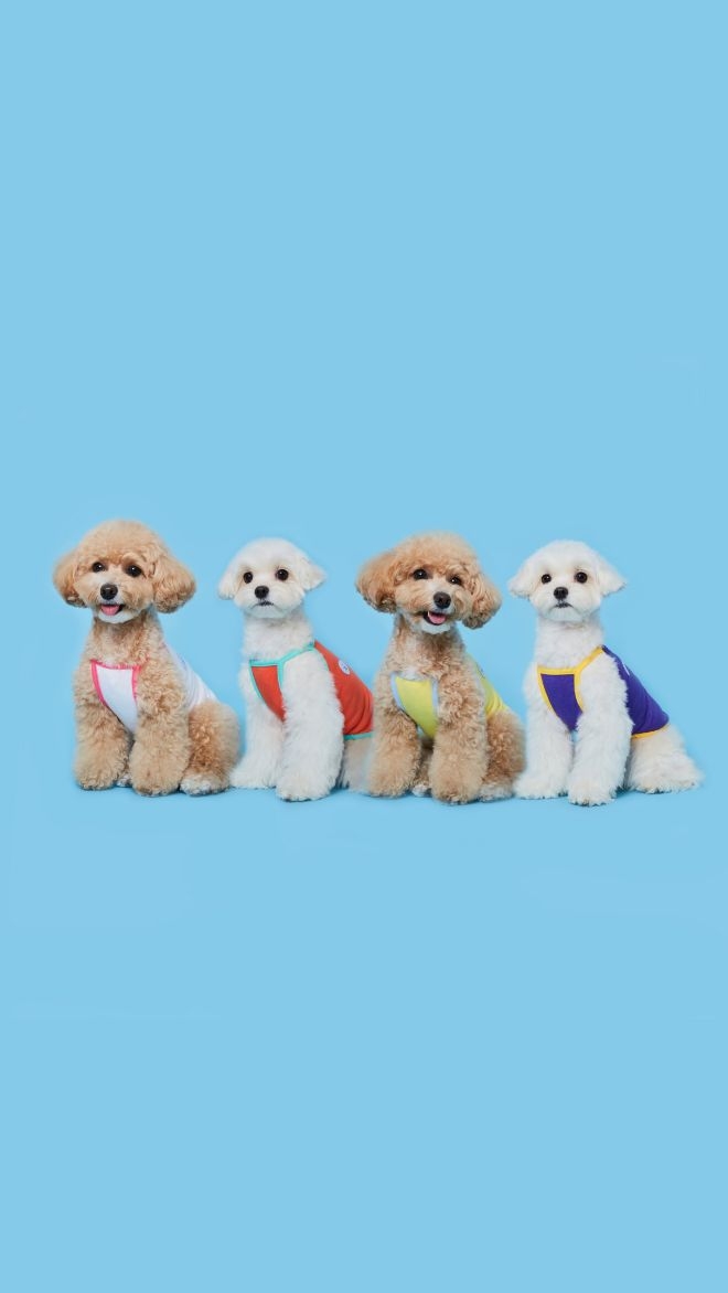 플로트 썸머베이직 쿨나시 4컬러 강아지옷