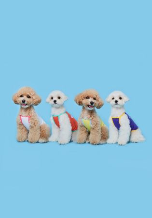 플로트 썸머베이직 쿨나시 4컬러 강아지옷