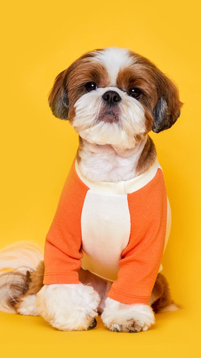 플로트 베이직 마카롱 티셔츠 7컬러 강아지옷