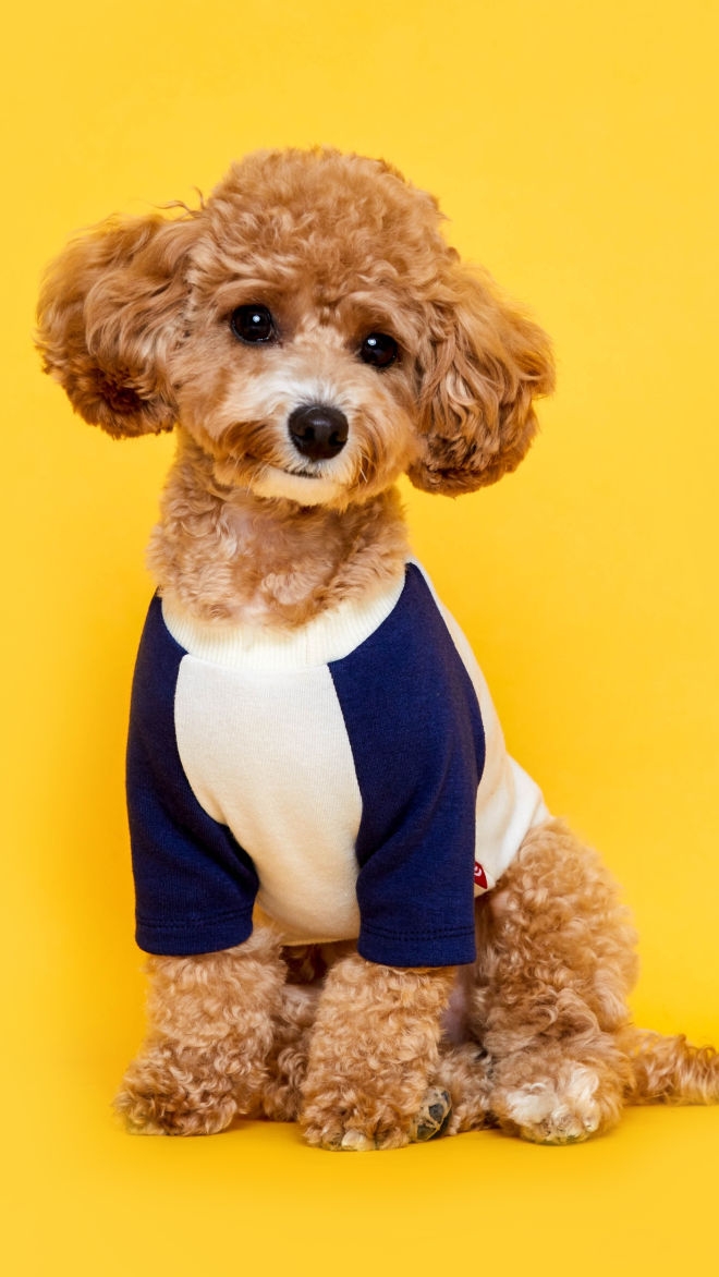플로트 베이직 마카롱 티셔츠 7컬러 강아지옷