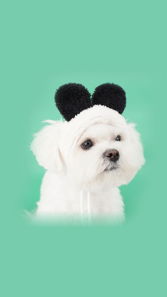 플로트 주주동물모자 컬렉션 [판다,곰,토끼,사슴]