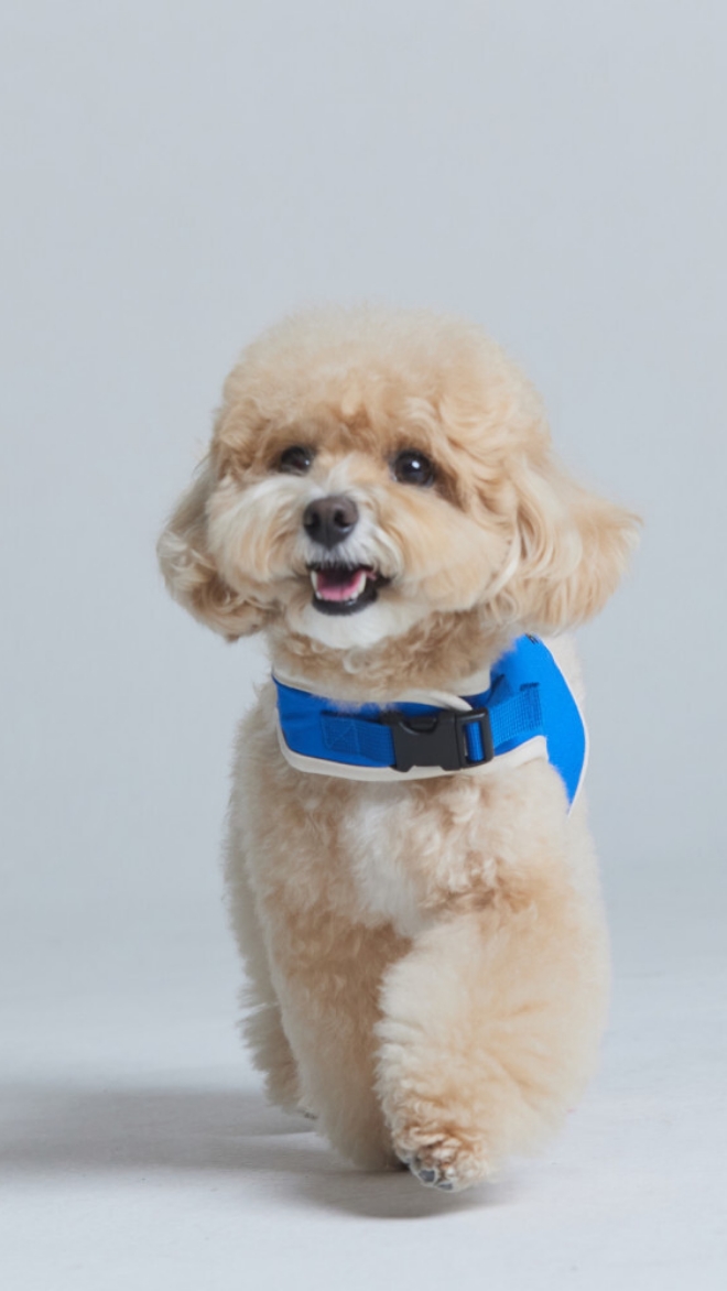 플로트 플라워 안전버클 하네스 2컬러 강아지 산책용품