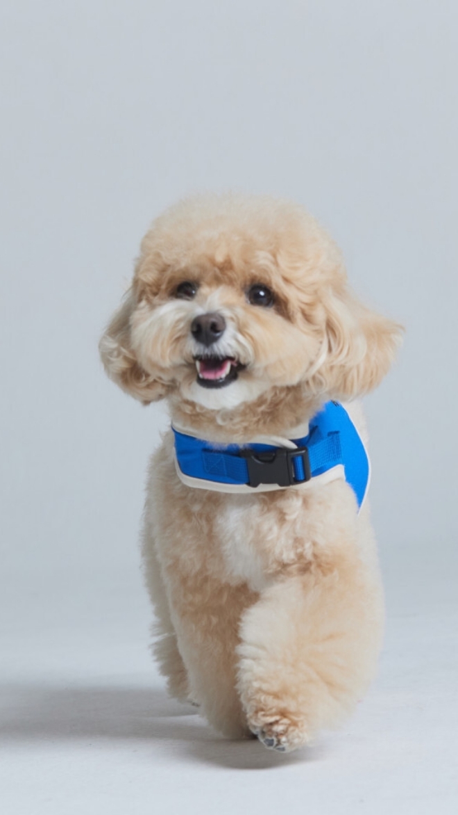 플로트 플라워 안전버클 하네스 2컬러 강아지 산책용품