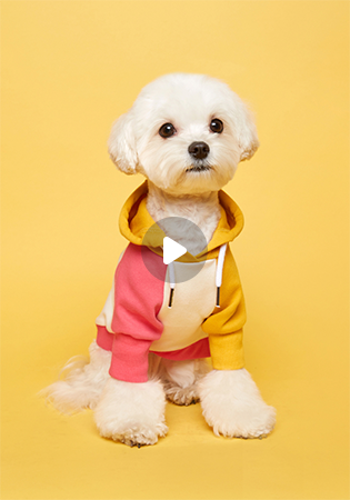 몽구 PICK 🐾 콤비 후드 옐로우핫핑크 강아지옷