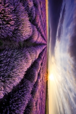 Lavender Field Sunset