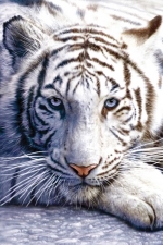 White Tiger