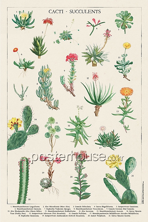 Botanical Cacti
