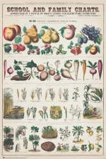 Fruits And Vegetables