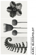 카를 블로스펠트 / Karl Blossfeldt: Urformen Der Kunst