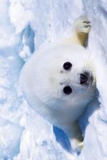 Harp Seal Pup