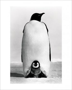 Baby Penguin Mini