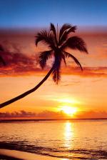 Sunset & Palm Tree