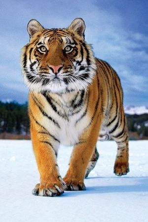 Tiger: Snow