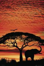Africa Sunset Elephant