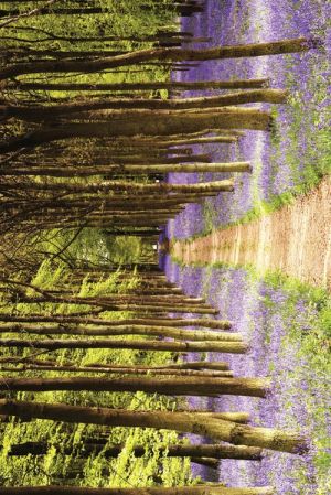 Woodland Violet Path