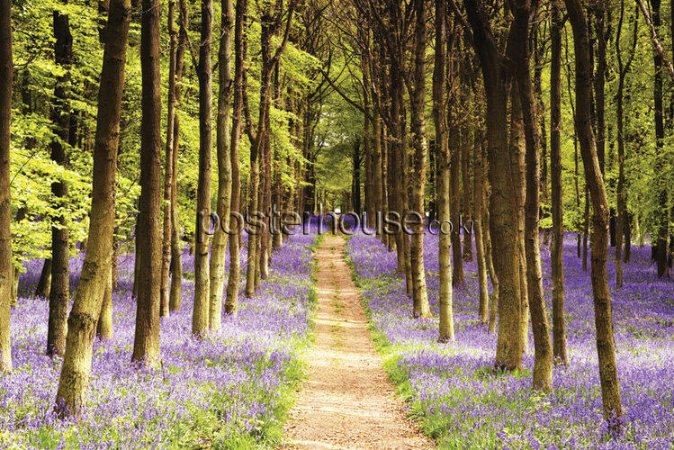 Woodland Violet Path
