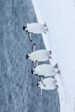 Chinstrap Penguins