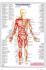 HUMAN BODY: Major Anterior Muscles