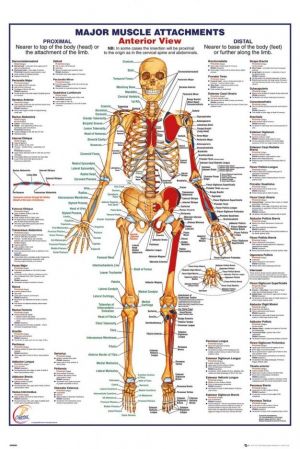 HUMAN BODY: Major Muscle Attachments Anterior