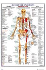 HUMAN BODY: Major Muscle Attachments Anterior