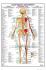 HUMAN BODY: Major Muscle Attachments Posterior