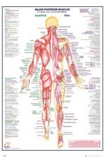 HUMAN BODY: Major Posterior Muscles