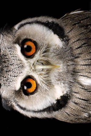 OWL: Face