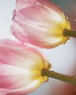 Flower: Tulips A [Mini]