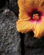 Flower: Stone Wall [Mini]