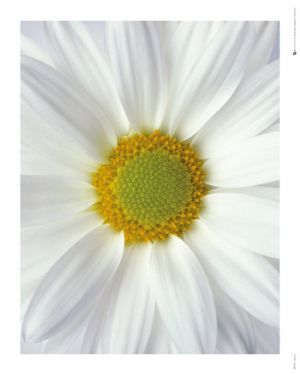 Flower: Daisy B [Mini]