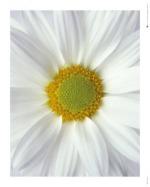 Flower: Daisy B [Mini]