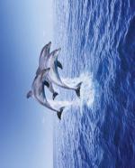 Dolphin Trio [Mini]