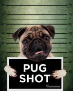 Rachael Hale: Pug Shot Banjo [Mini]