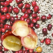 콜롬비아 엑셀소 디카페인 생두 1kg (슈가케인EA 홈로스팅) 임산부 숙면