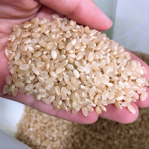 깨끗하고 맛있는 고인돌 강화섬쌀 현미쌀 현미3kg