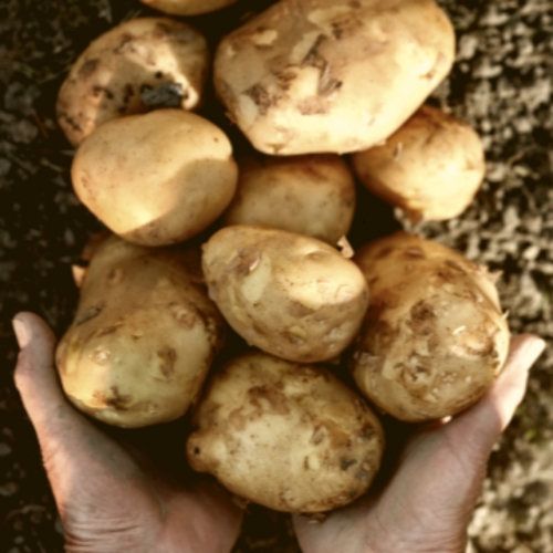 고인돌 햇감자 쪄먹는 찐감자 대 감자10kg