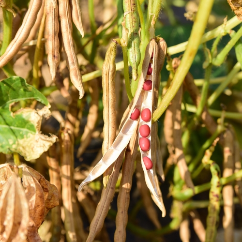 국산팥 팥 적두팥 적두1kg