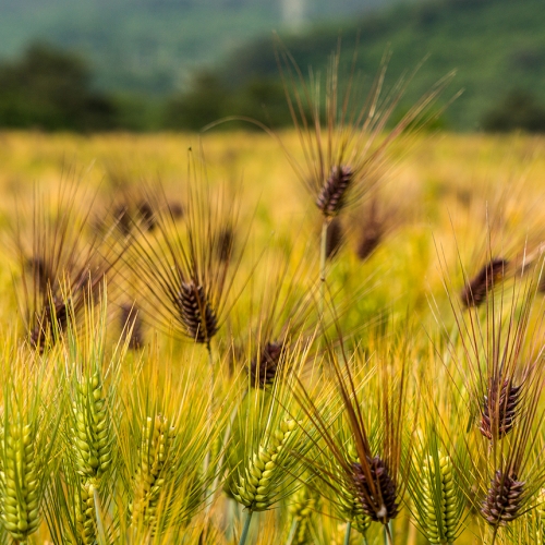고인돌잡곡 1kg(500gx2개) 흑보리쌀 검정보리 국내산