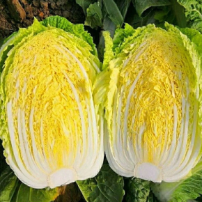 고인돌 김장용 해남 절임배추 20kg HACCP