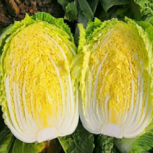 고인돌 김장용 해남 절임배추 20kg HACCP