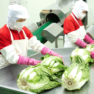 고인돌 김장용 해남 절임배추 20kg HACCP