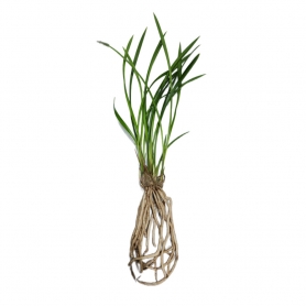 동양란 동양난 난다발 촉판매 철골 소심