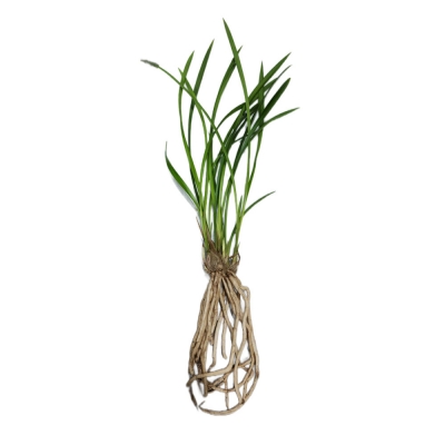 동양란 동양난 난다발 촉판매 철골 소심