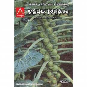 (아시아종묘/방울양배추종자씨앗) 방울다다기양배추 킹쌈(500립)