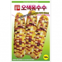 (아시아종묘/옥수수종자씨앗) 오색옥수수(100립)